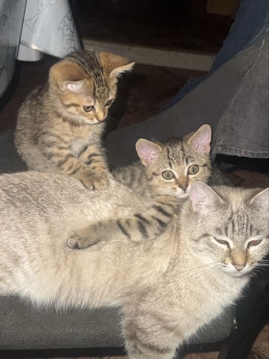 Отдам котят в хорошие руки