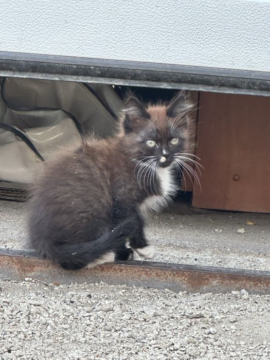 Отдам котят в хорошие руки срочно