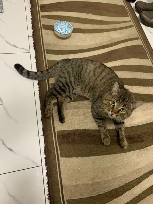 Молодой кот в добрый руки