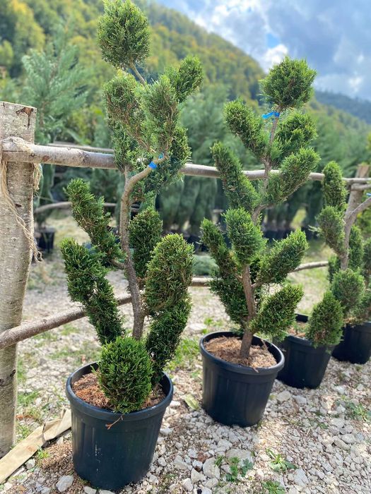 Plante Rezistente pentru Amenajări Durabile