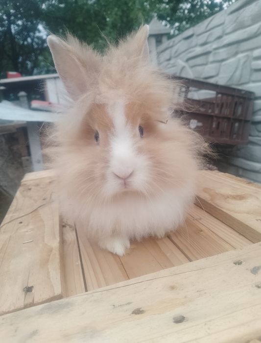 Vând sau schimb iepurași