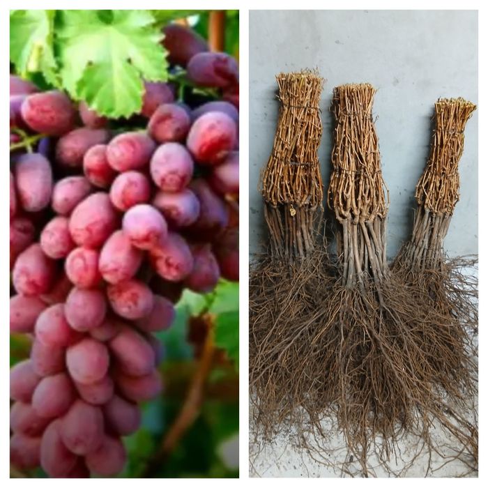 Butasi vita de vie hibrid