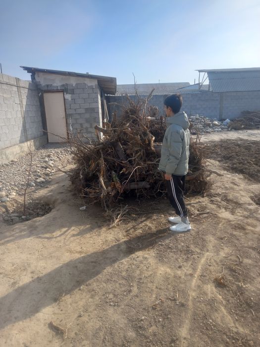 Утинга Олма дарахтини томири билан 70 см стволи бор