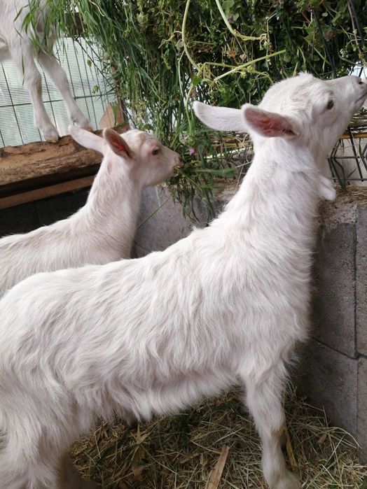 Iezi de vănzare la Diosig