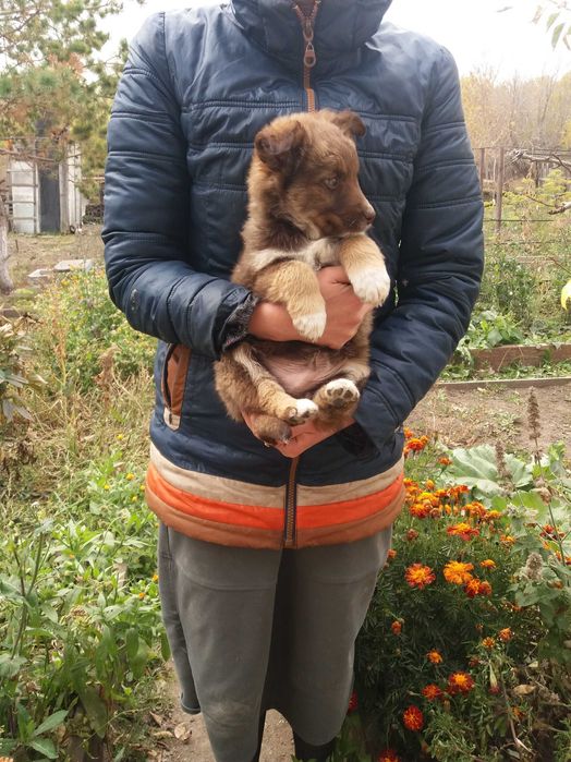 Успей забрать свою собачку!