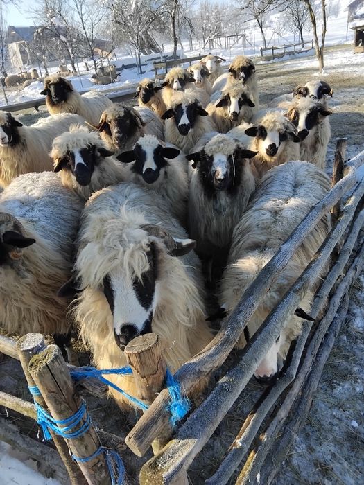 De vanzare oi gestante