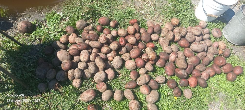 Картофель едовой