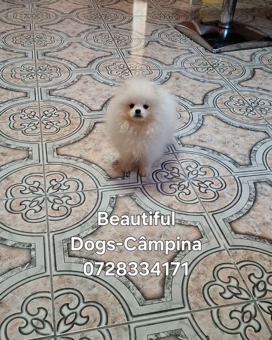 Pui pomeranian femelă