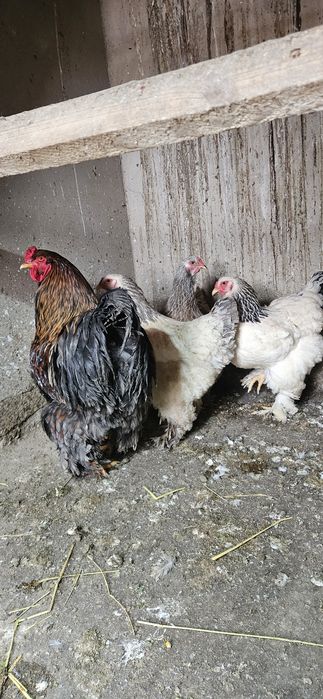 Брама товук тухумлари сотилади