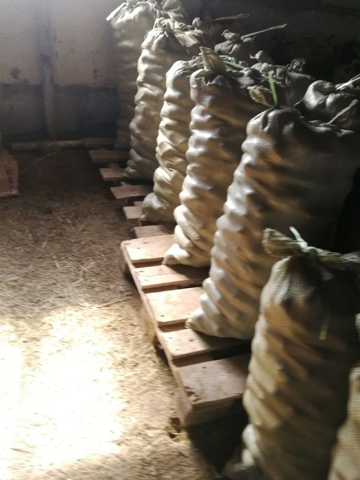 Картофель продается галла семенаа