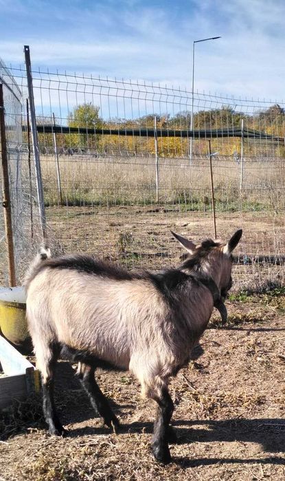 Vand ied pentru monta