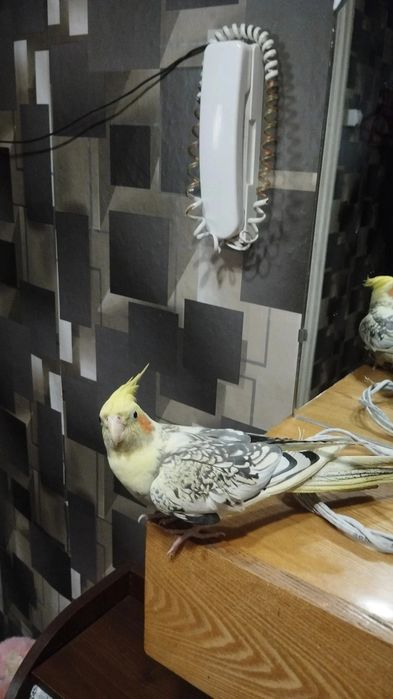 ПОТЕРЯЛСЯ корелла водник 1