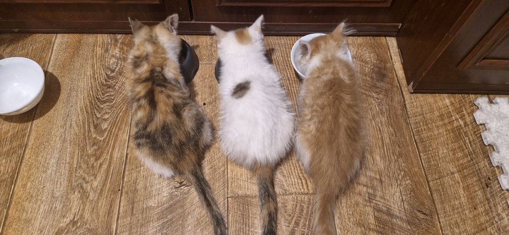 Кот. Красавец. Мишаня.
