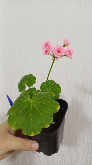 Пеларгонии сортовые