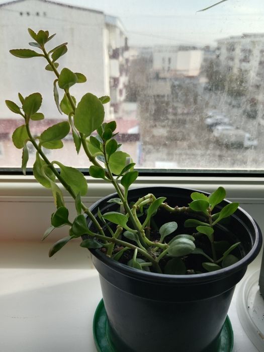 Растения  разные