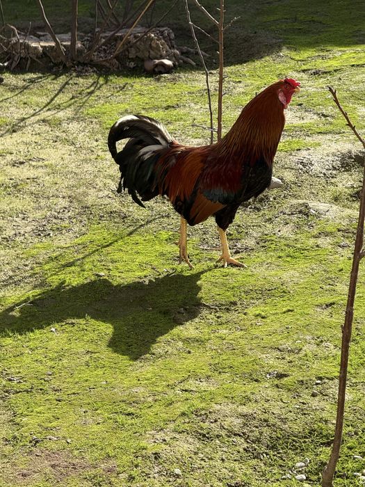 100 % Соглом хурозлар