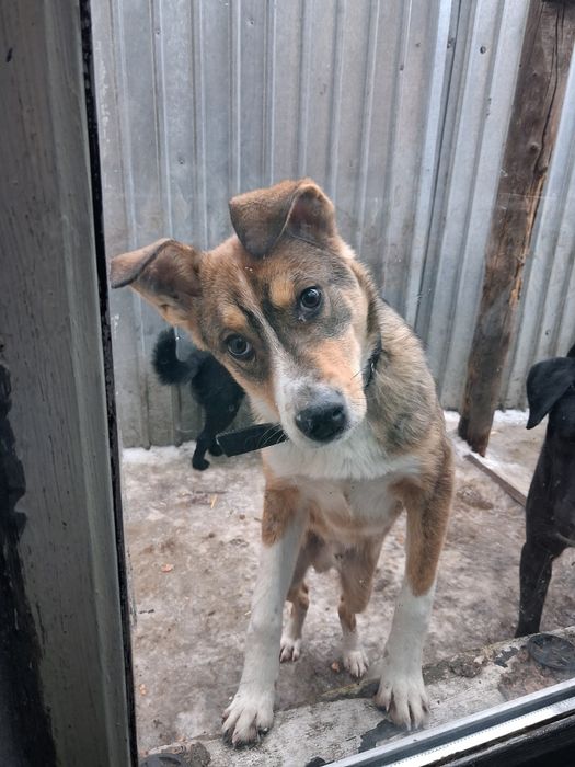 Бимка ищет дом!!