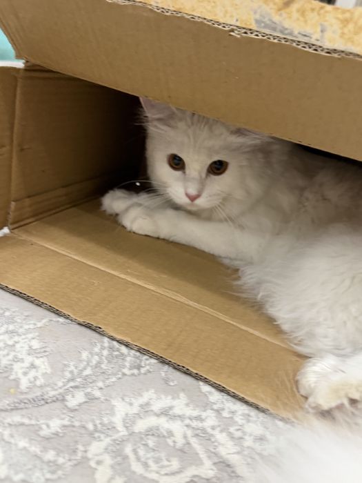 Кошка девочка бесплатно