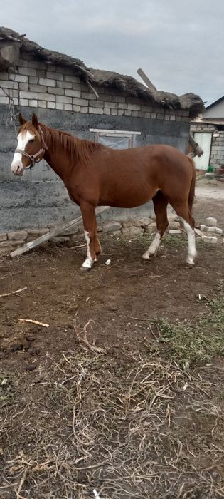 Жеребец 7лет обученный спокойный