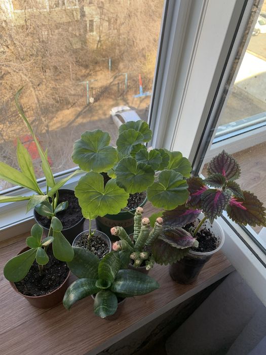 Цветы домашние в наборе