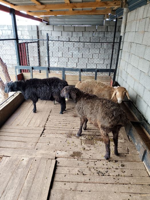 Кошкарлар, домашние