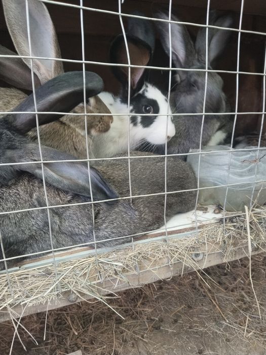 Продам кролят с клетками