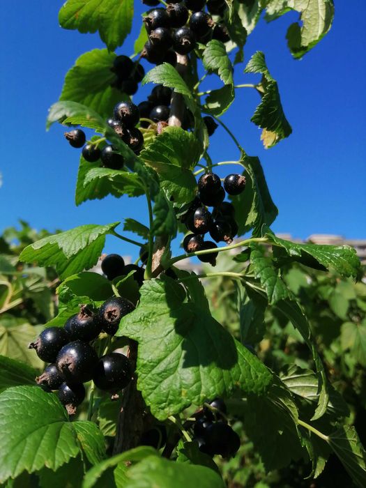 Coacăze negre proaspete