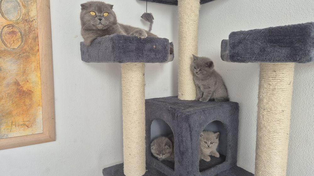 British shorthair