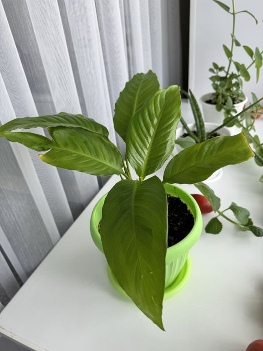 Продам цветок женское счастье