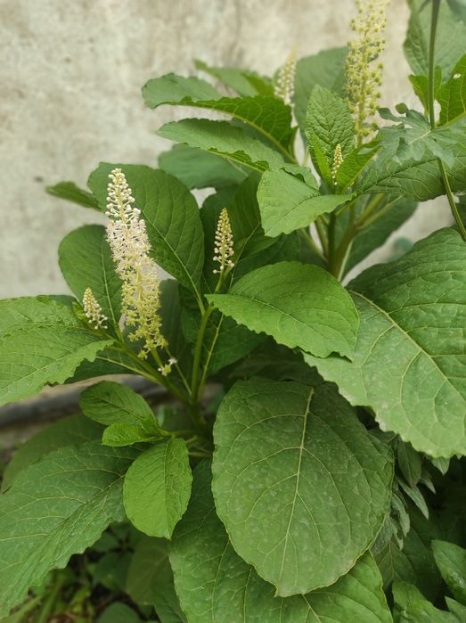 Цветы садовые многолетние