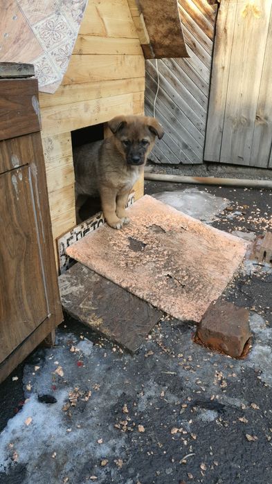 Отдам в хорошие руки