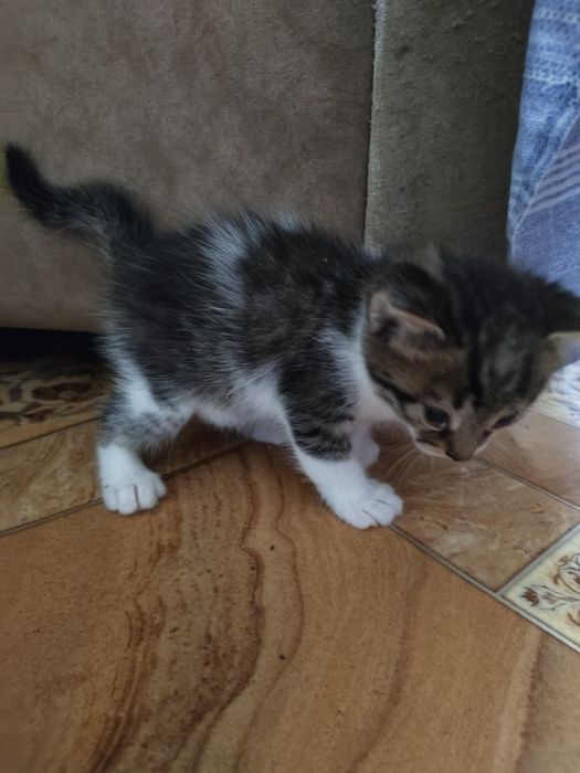 Котик мальчик остался один.