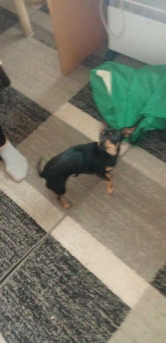 Мъжки чистокръвен пинчер