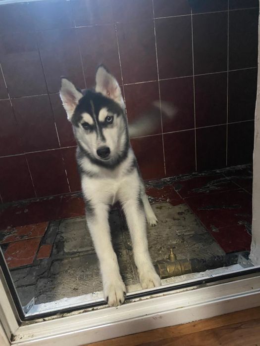 Продам хаски с документами