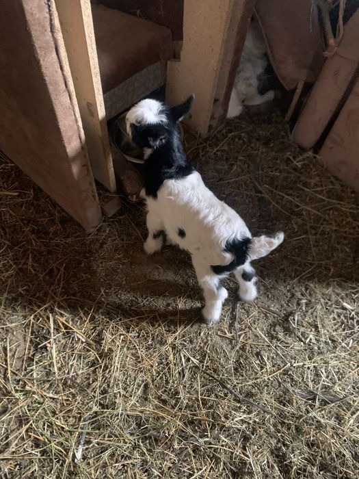 Iezi de câteva zile