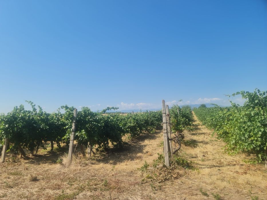 Продавам лозе с десертно грозде в с.Поповица