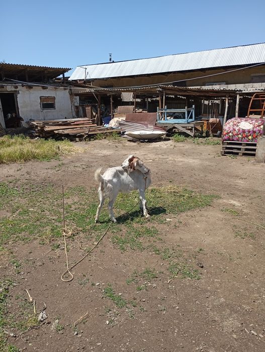 Продам или обменяю