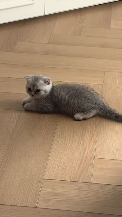 котенок девочка астана