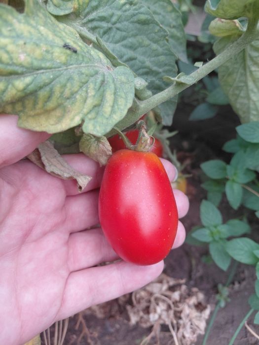 Продам овощи домашние