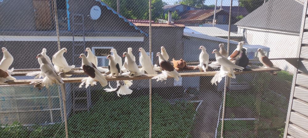 Продаю голубей..