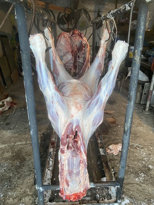 Сойылған бұзау сатылады