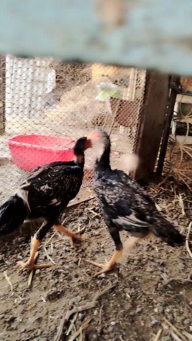 Koreys Mayiskiy  2 Xoroz 1 malla makyon  Sotiladi