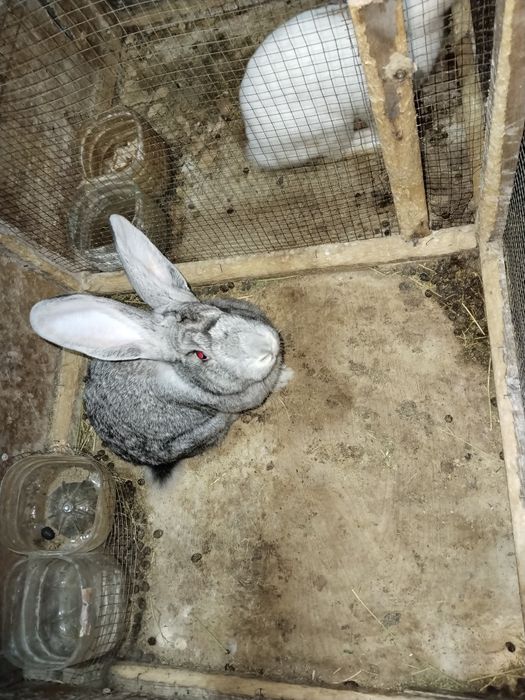 Quyonla sotiladi srochna