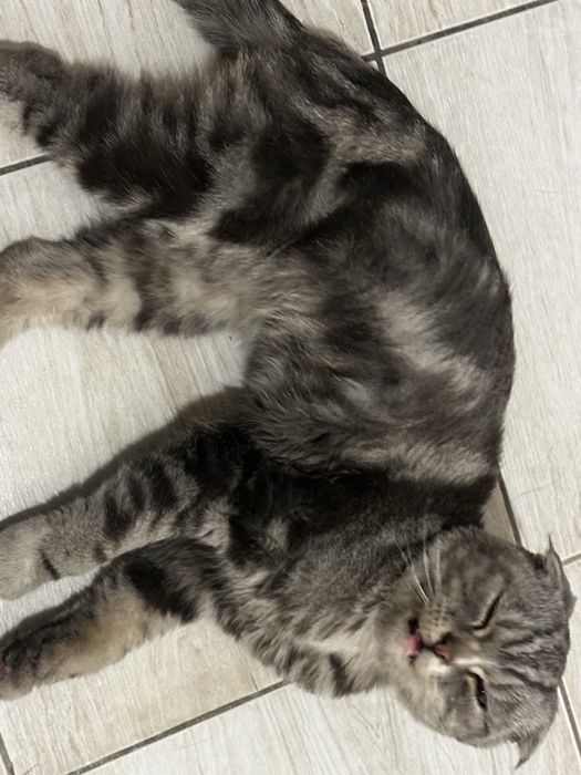нашли кота, Кокшетау