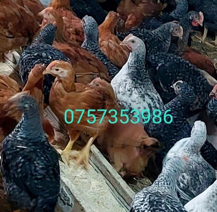 Pui 4 saptamani rasa mixta