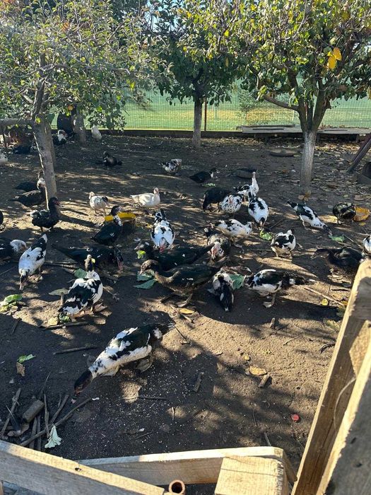 Rate de vanzare 150 lei perechea