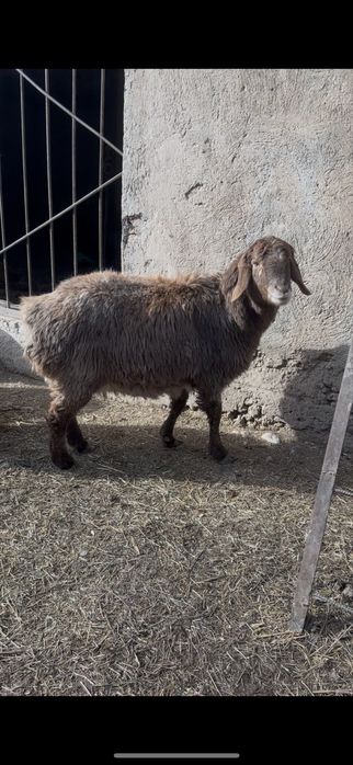 Буаз кой сатылады