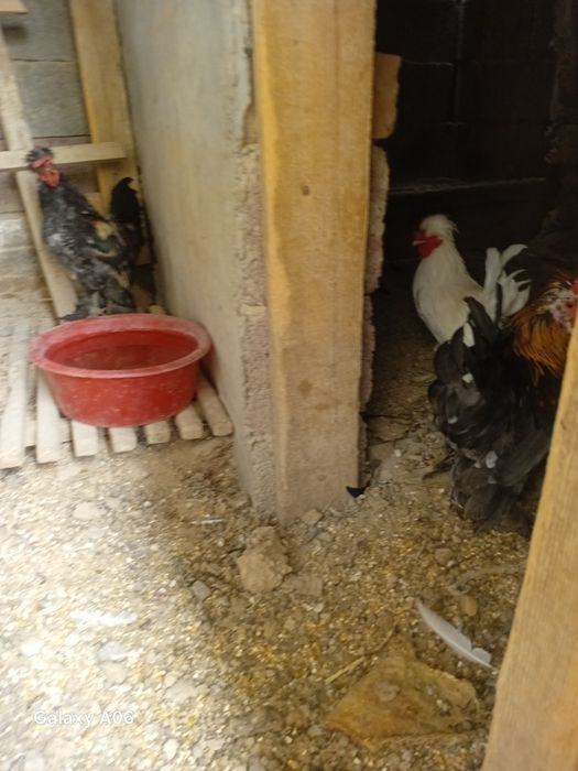 Японский жас тауыктар & кораздар.