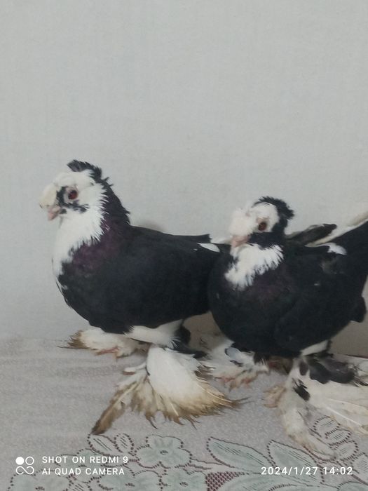 Kaptarlar sotiladi 500ming keliwamz