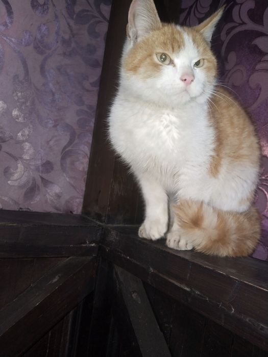 Котенок в добрые руки